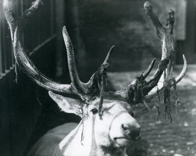 Un cerf mature de Wallich, perdant son velours au zoo de Londres, octobre 1922 - Frederick William Bond